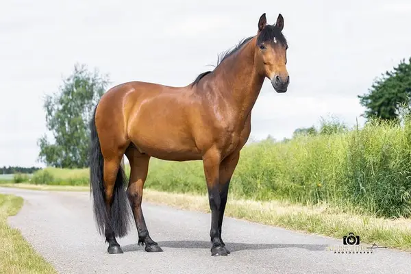Gitano - Andalusier, Wallach, 14 Jahre, Braun