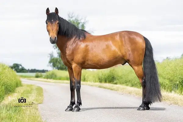 Gitano - Andalusier, Wallach, 14 Jahre, Braun