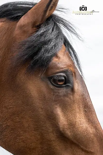 Gitano - Andalusier, Wallach, 14 Jahre, Braun