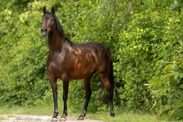 Trujillana de Care - PRE, Stute, 9 Jahre, Braun mit PRL Gen