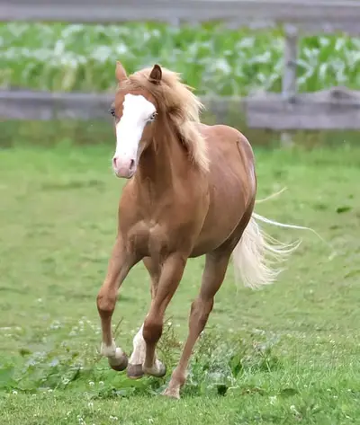 His Royal Whizzness - American Paint Horse, Hengst, 1 Jahr, Fuchs