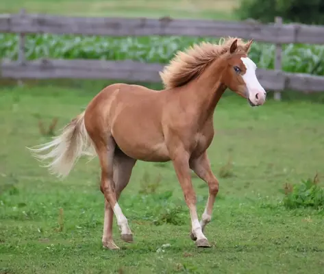 His Royal Whizzness - American Paint Horse, Hengst, 1 Jahr, Fuchs