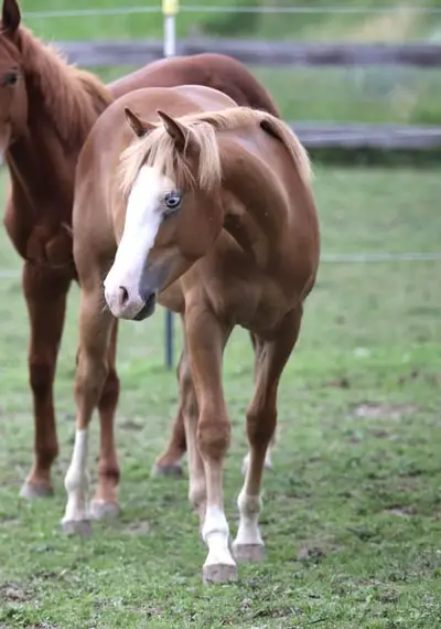 His Royal Whizzness - American Paint Horse, Hengst, 1 Jahr, Fuchs
