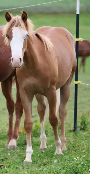 His Royal Whizzness - American Paint Horse, Hengst, 1 Jahr, Fuchs