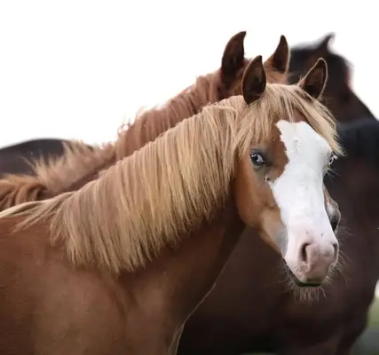 His Royal Whizzness - American Paint Horse, Hengst, 1 Jahr, Fuchs