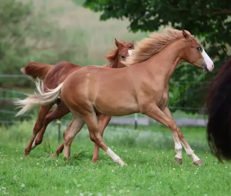 His Royal Whizzness - American Paint Horse, Hengst, 1 Jahr, Fuchs
