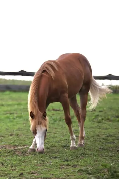 His Royal Whizzness - American Paint Horse, Hengst, 1 Jahr, Fuchs