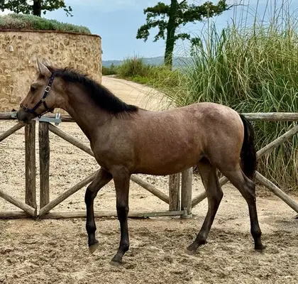 Tesoro Primero - PRE, Stallion, 6 Months, Dun (Could Turn Gray)
