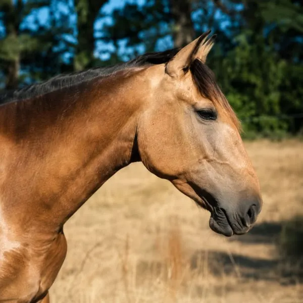 Nova GE - Pura Raza Española, Stute, 3.5 Jahre, Buckskin