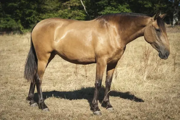 Nova GE - Pura Raza Española, Stute, 3.5 Jahre, Buckskin