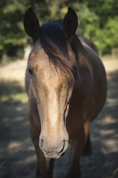 Nova GE - Pura Raza Española, Stute, 3.5 Jahre, Buckskin