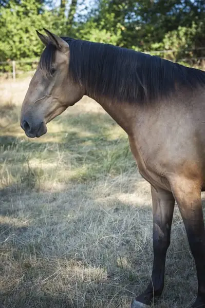 Nova GE - Pura Raza Española, Stute, 3.5 Jahre, Buckskin