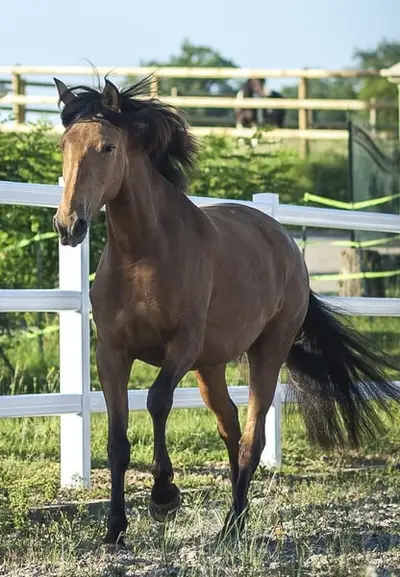 Nova GE - Pura Raza Española, Stute, 3.5 Jahre, Buckskin