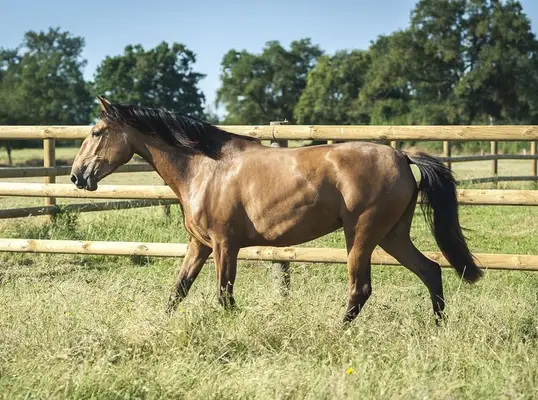 Nova GE - Pura Raza Española, Stute, 3.5 Jahre, Buckskin