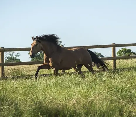Nova GE - Pura Raza Española, Stute, 3.5 Jahre, Buckskin