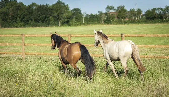 Nova GE - Pura Raza Española, Stute, 3.5 Jahre, Buckskin