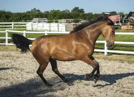 Nova GE - Pura Raza Española, Stute, 3.5 Jahre, Buckskin
