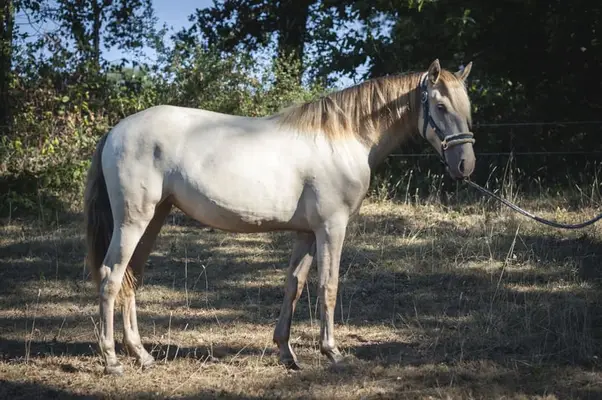 Ojalá de Alambar - Pura Raza Española, 2 Jahre, Isabelo/ Isabela