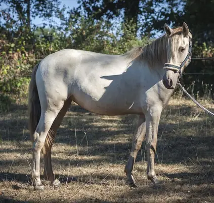 Ojalá de Alambar - Pura Raza Española, 2 Jahre, Isabelo/ Isabela