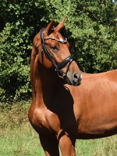 Magnifique hongre par Escaneno