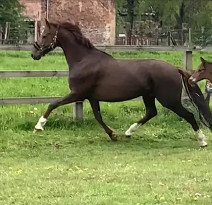 Magnifique jument de Jaze
