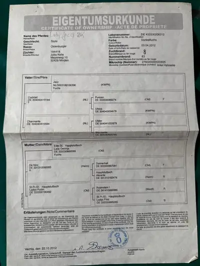 Wunderschöne Stute von Jaze