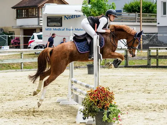 Schöne Ponystute