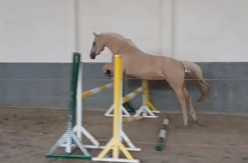 Schönes Nachwuchspferd im XXL Ponyformat