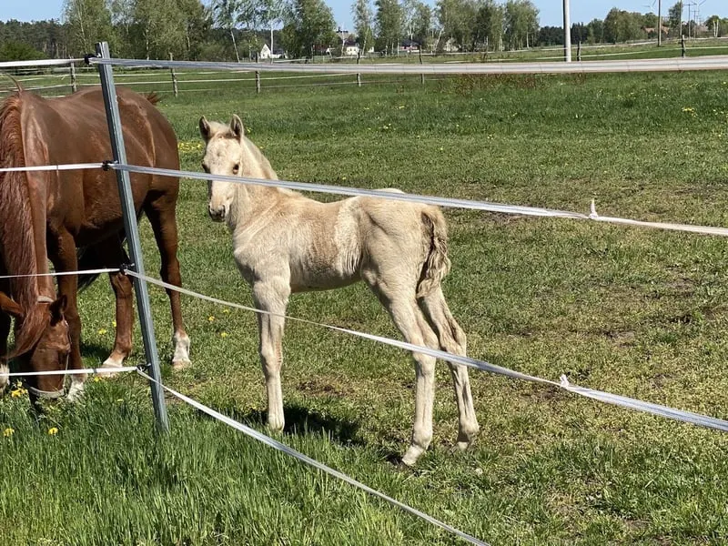 Hübsche und korrekt gebaute Jährlings Stute