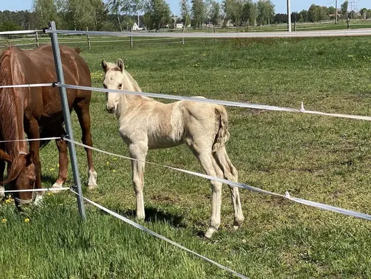 Hübsche und korrekt gebaute Jährlings Stute