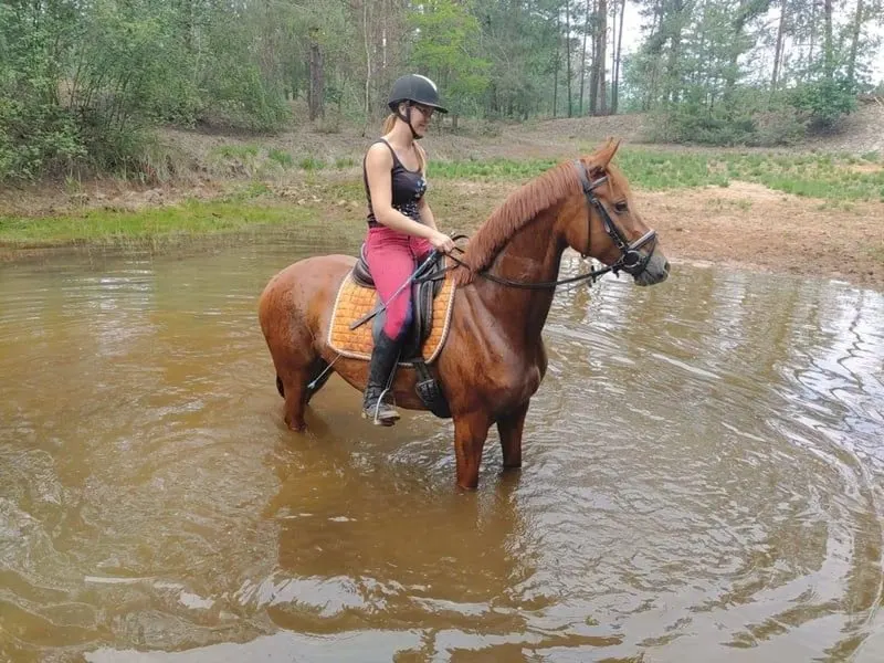 Tolles Damenreitpferd