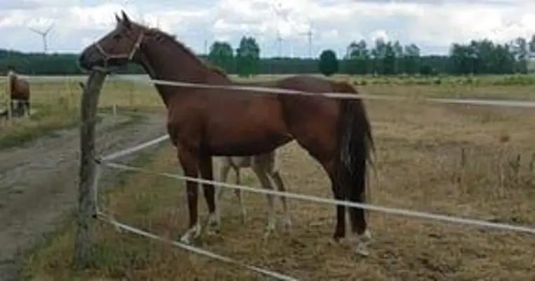 Tolles Damenreitpferd