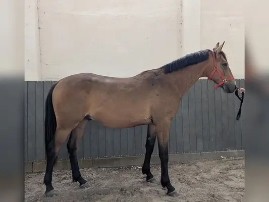 Buckskin Wallach mit sehr gutem Schritt