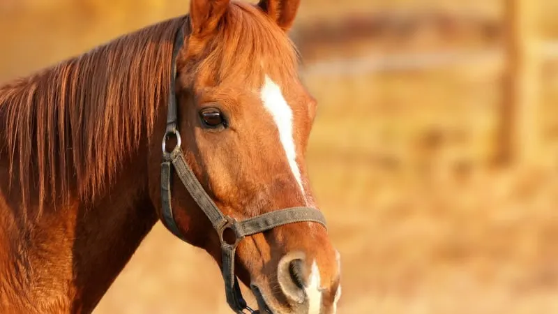 Profi Reitanlage mit 40er Halle und Platz zwischen MS und WAF