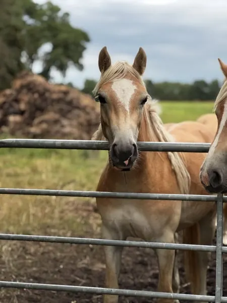 Haflinger aus eigener Zucht und Aufzucht in Norddeutschland