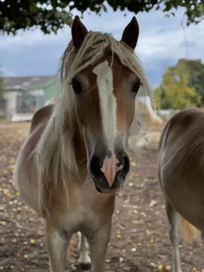 Haflinger aus eigener Zucht und Aufzucht in Norddeutschland
