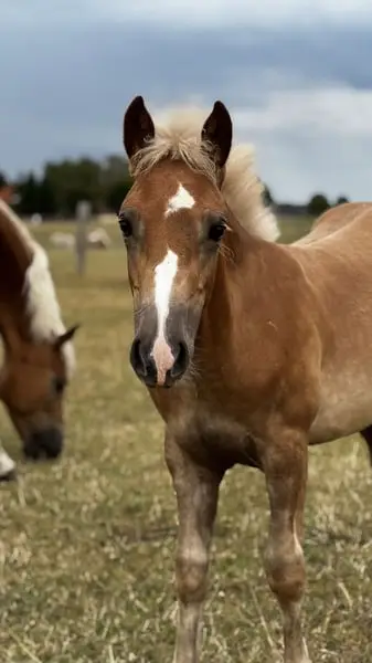 Haflinger aus eigener Zucht und Aufzucht in Norddeutschland