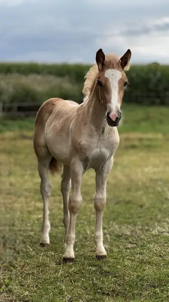 Haflinger aus eigener Zucht und Aufzucht in Norddeutschland