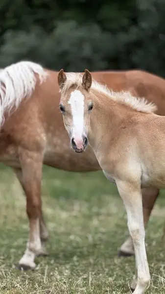 Haflinger aus eigener Zucht und Aufzucht in Norddeutschland