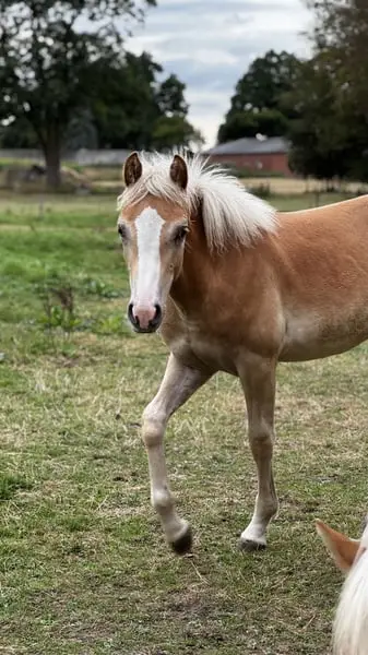 Haflinger aus eigener Zucht und Aufzucht in Norddeutschland