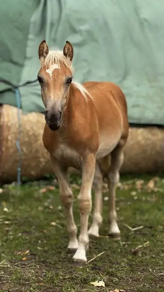 Haflinger aus eigener Zucht und Aufzucht in Norddeutschland