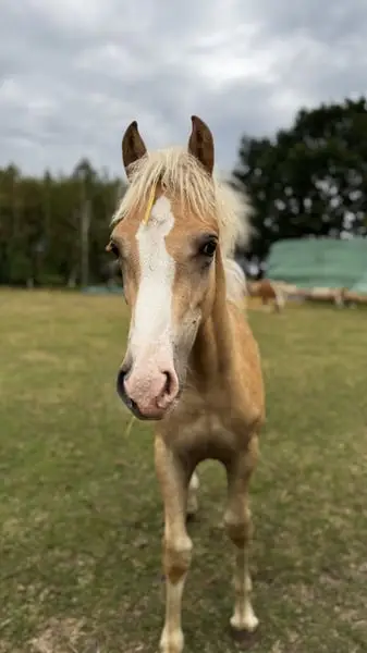 Haflinger aus eigener Zucht und Aufzucht in Norddeutschland