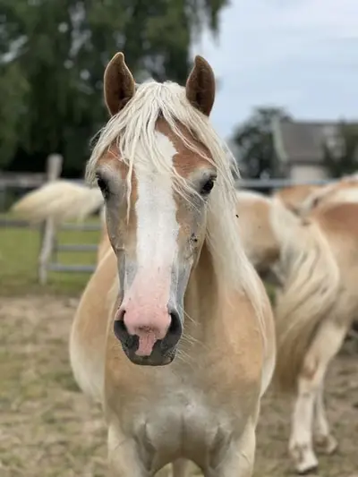 Yeguas Haflinger en venta