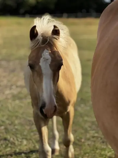 Potro semental Haflinger
