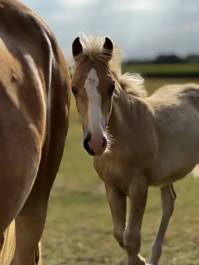 Haflinger-Hengstfohlen