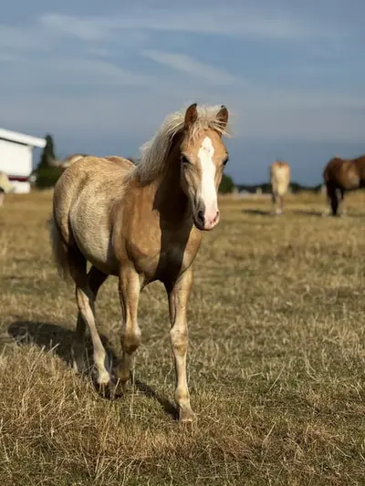 Haflinger-Hengstfohlen