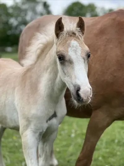 Haflinger-Hengstfohlen