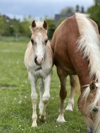 Haflinger-Hengstfohlen