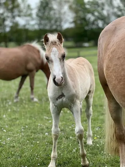 Haflinger-Hengstfohlen