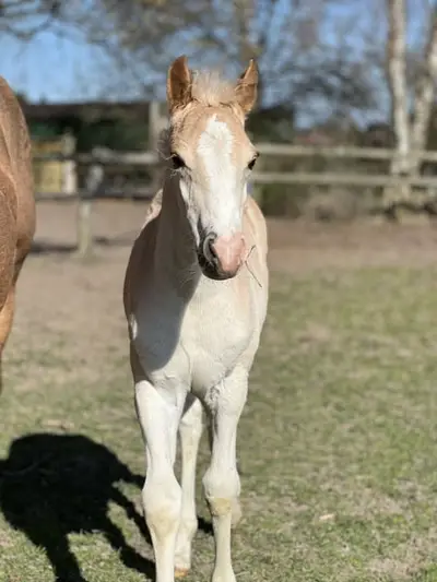 Haflinger-Hengstfohlen